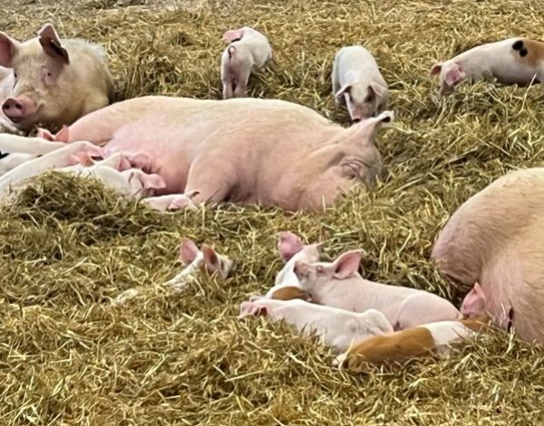 Tapelin luomusika oljissa makoilevia sikoja