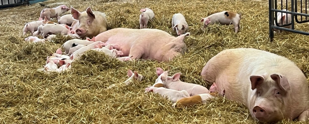 Tapelin luomusika oljissa makoilevia sikoja