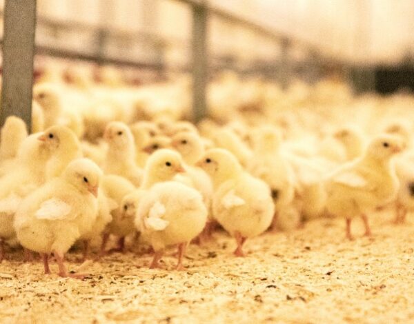 Valiola luomusäätely tipu EU:n luomusääntely kevenee kananuorikoiden kasvatuksen osalta. Kuvassa pieniä kananpoikia