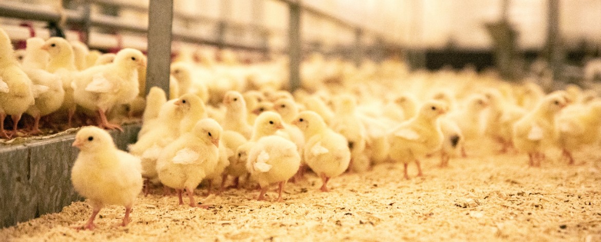 EU:n luomusääntely kevenee kananuorikoiden kasvatuksen osalta. Kuvassa pieniä kananpoikia