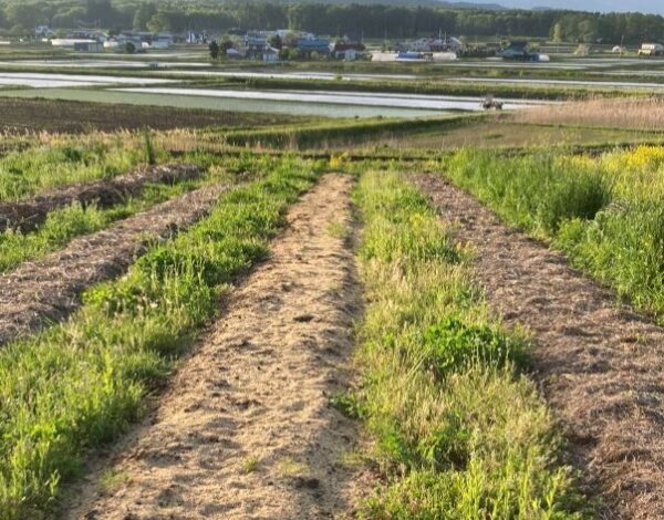 Orgaaniset katteet vihannespenkkien päällä