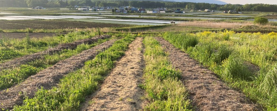 Hillebrandt orgaaniset katteet Orgaaniset katteet vihannespenkkien päällä