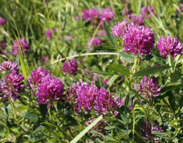 Ovatko siemennurmet myyntikasveja? puna-apilan kukkia pellossa