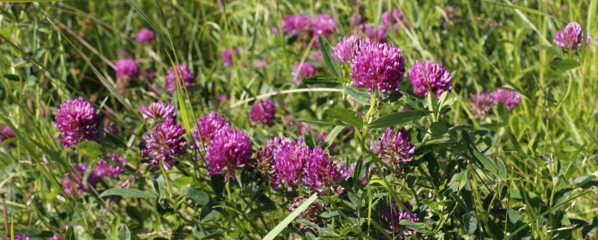Ovatko siemennurmet myyntikasveja? puna-apilan kukkia pellossa