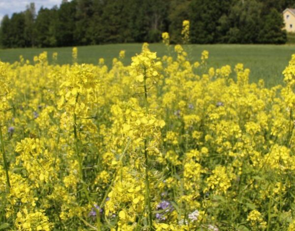 Kukkakaista pellon reunassa