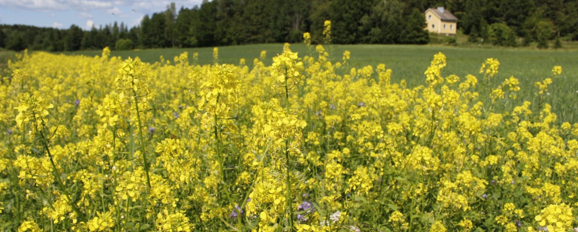 Mantere uudistava viljely monimuotokaista Kukkakaista pellon reunassa