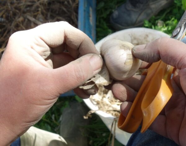 Satosopimus-hankkeessa kehitetään uusia kumppanuusmaatalouteen perustuvia ennakkosopimusmalleja viljelijöiden ja kuluttajien välille. Kuvassa valkosipulin kauppakunnostusta.