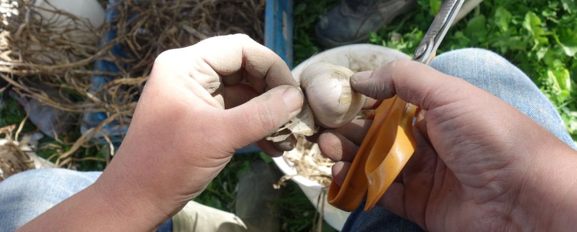 Satosopimus-hankkeessa kehitetään uusia kumppanuusmaatalouteen perustuvia ennakkosopimusmalleja viljelijöiden ja kuluttajien välille. Kuvassa valkosipulin kauppakunnostusta.