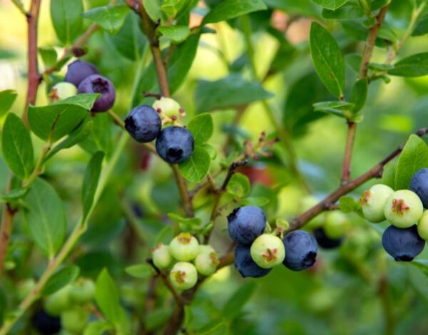 Scaling Organic kuvassa pensasmustikoita