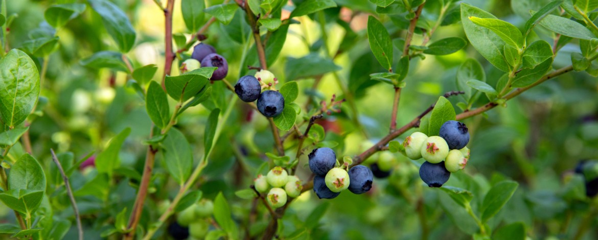 Scaling Organic kuvassa pensasmustikoita