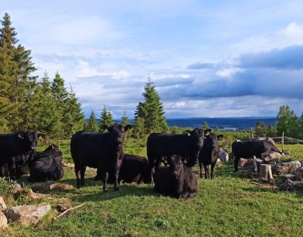 Alapihan tila naudat Alapihan tila naudat laitumella