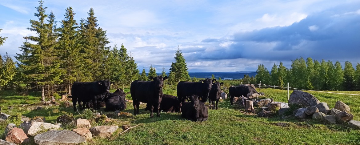 Alapihan tila naudat laitumella