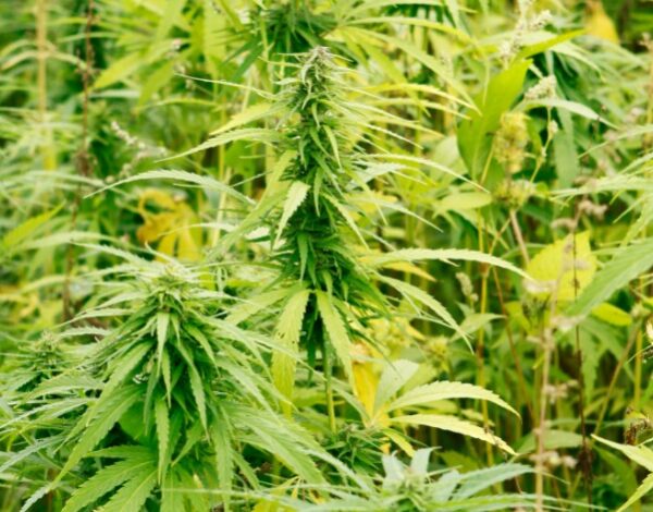 Välikasvi öljyhamppu öljyretikka