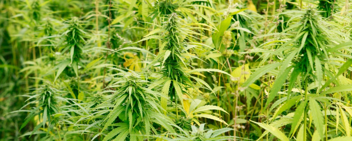 Välikasvi öljyhamppu öljyretikka