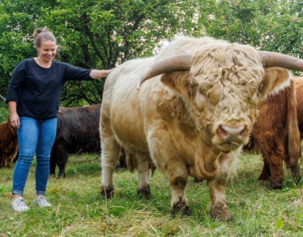 Mäkelä Highland -tilan viljelijät ylämaankarjan kanssa