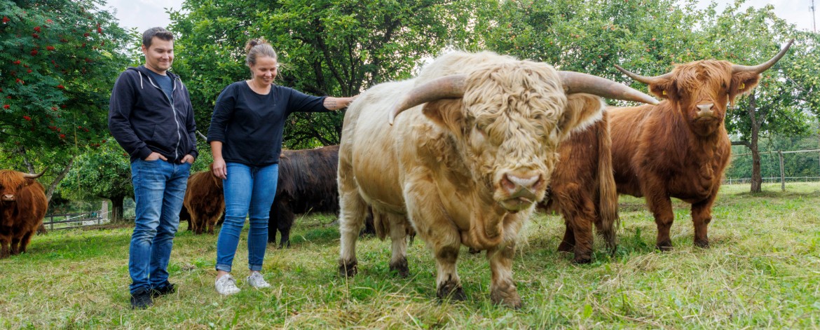 Mäkelä Highland -tilan viljelijät ylämaankarjan kanssa