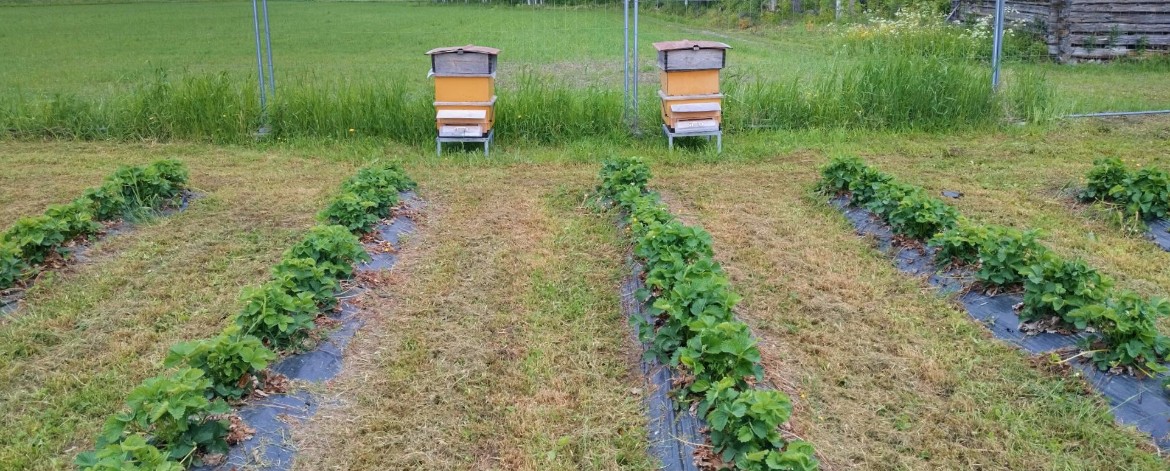 Sikiönmäen luomutila mehiläispesät mansikkapellolla