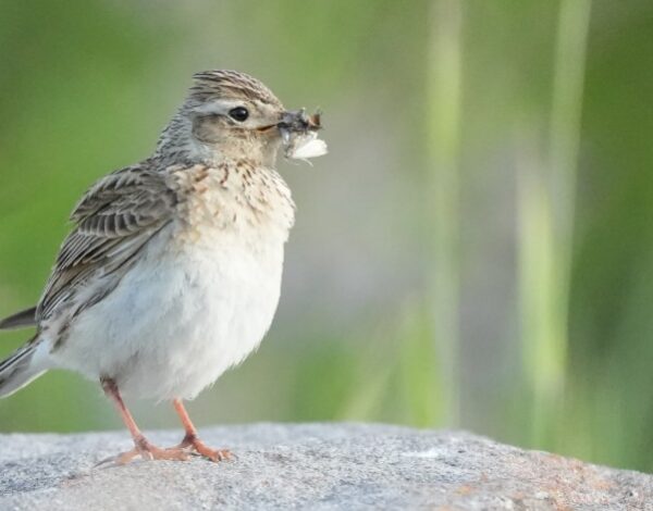 Linnut peltotyöt kiuru