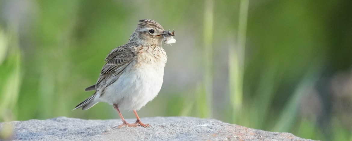 Linnut peltotyöt kiuru