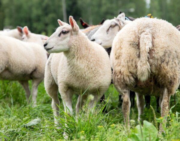 Valiola laidunnusvaatimus lammas laidunnusvaatimus lampaita karitsoineen laitumella