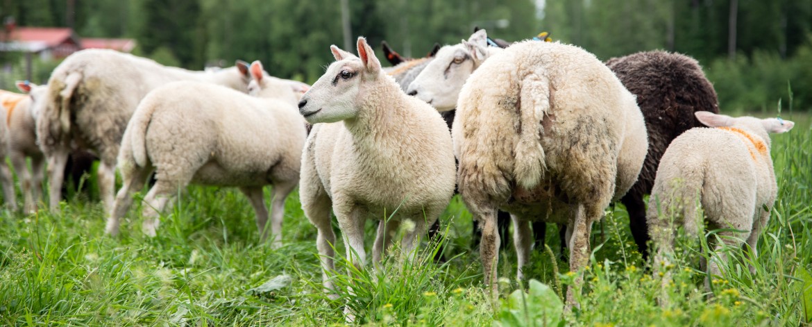 laidunnusvaatimus lampaita karitsoineen laitumella
