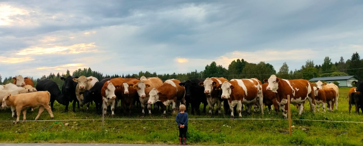Emola oy naudat ja poika Emola Oy pieni poika katselee suurta lehmälaumaa aidan takaa